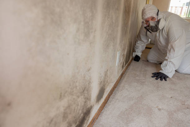 Mold Remediation for Rental Properties in Sunnyside, CA